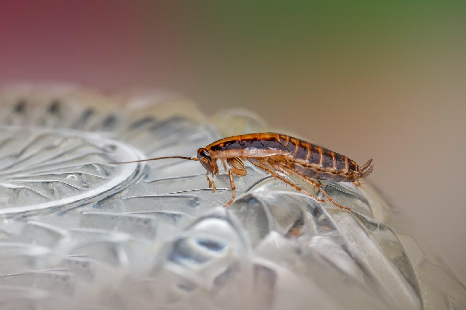 Gros plan d'un insecte sur une plaque de verre